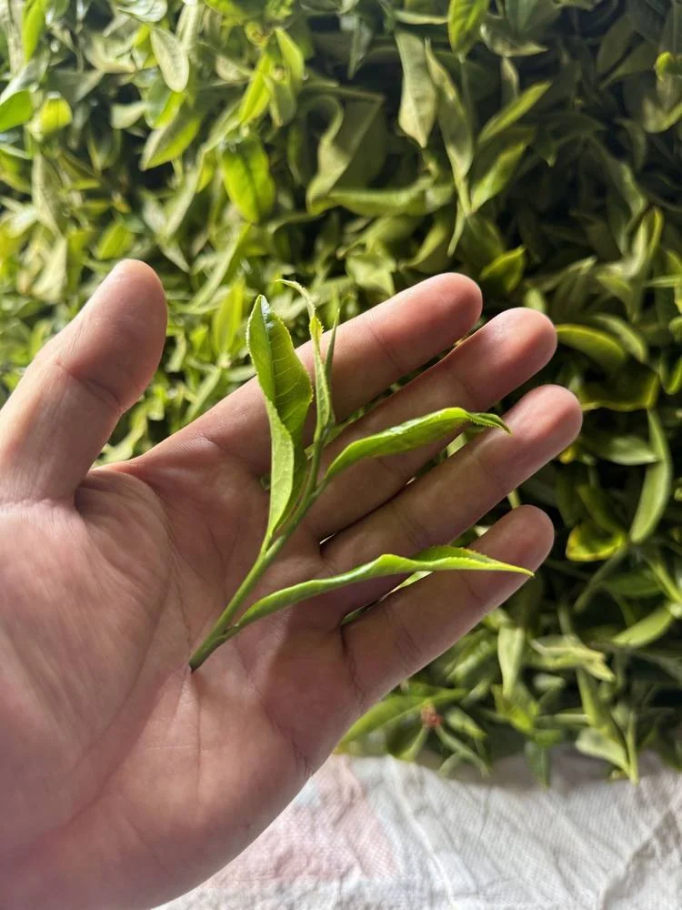 A hand holding a fresh green tea sprig above leaves.