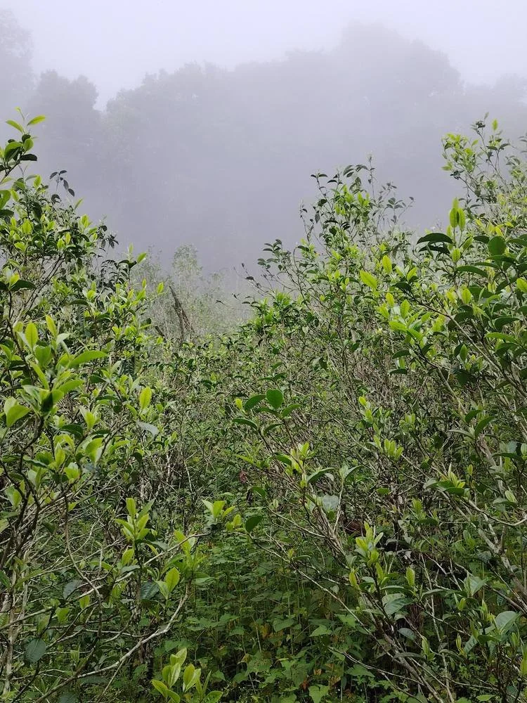 Branches and leaves disappearing into mist.