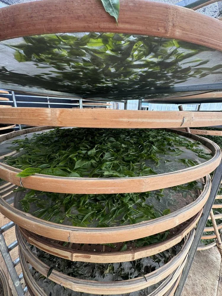 Green leaves spread across round mesh trays.