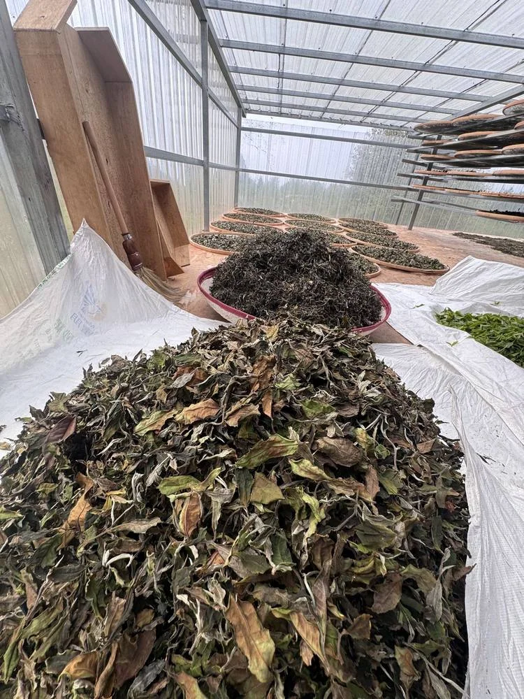 Leaves on circular trays in a light-filled room.